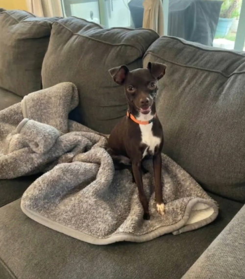Bella