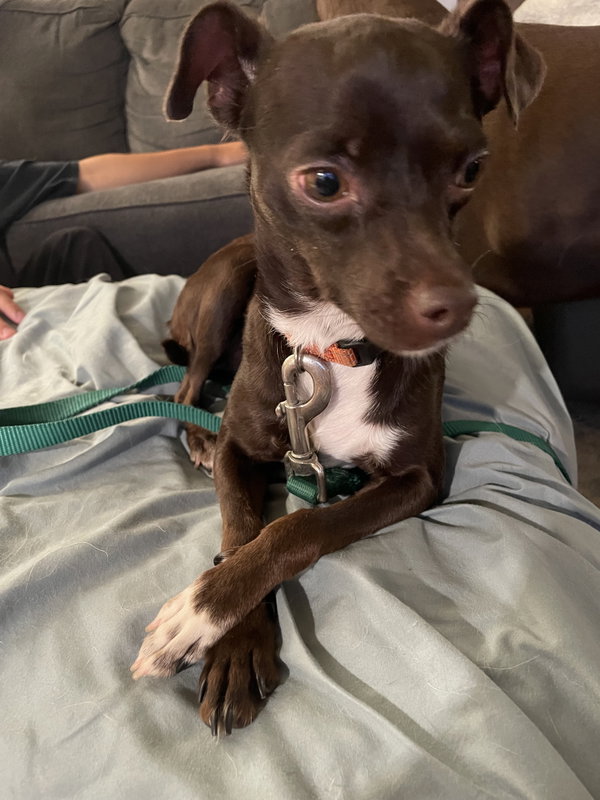Bella