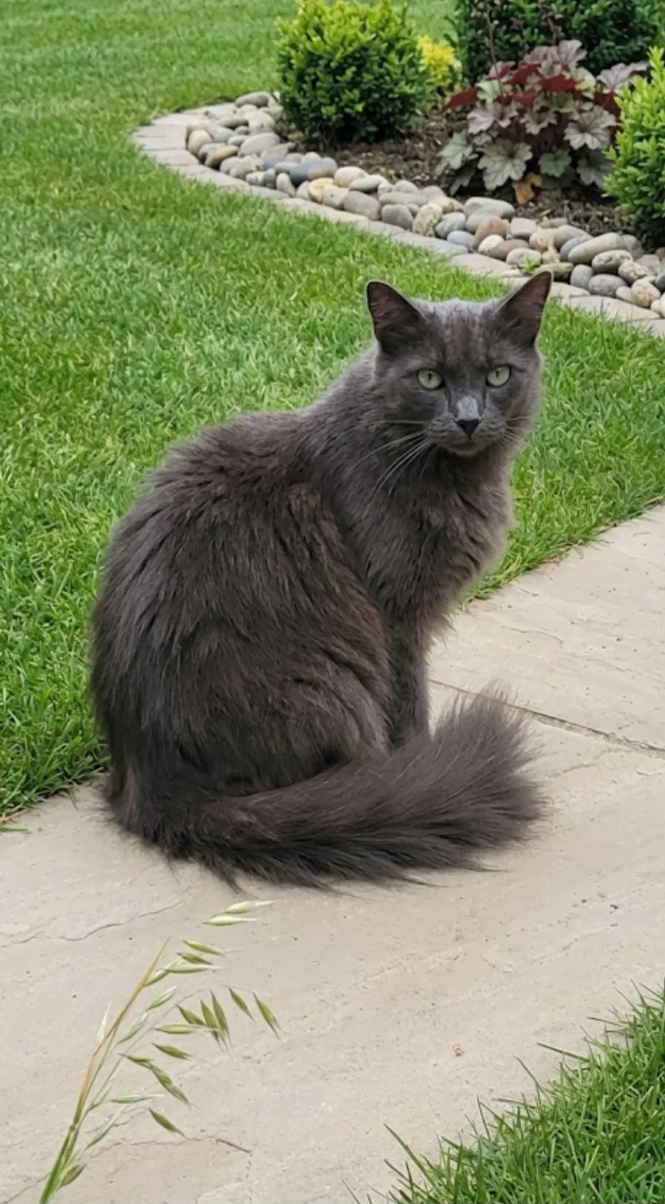 Muffy - Nebelung