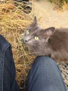 Muffy