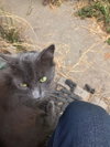 Muffy