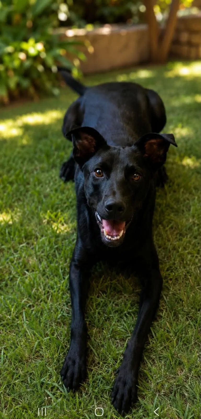 Noah - Black Labrador Retriever