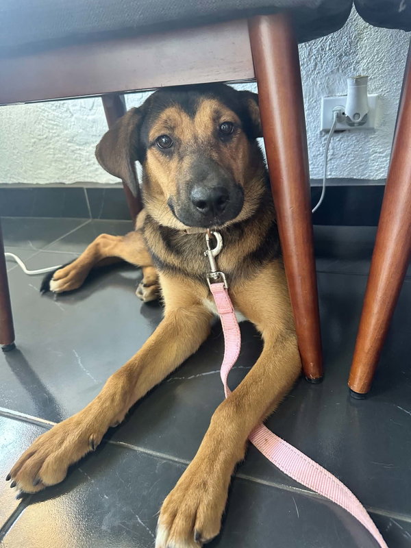 Penelope