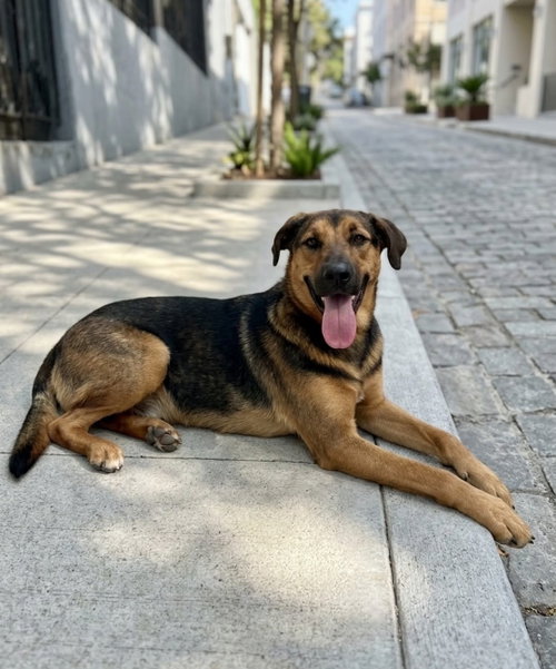 Penelope, Foxhound / Shepherd / Mixed (short coat)