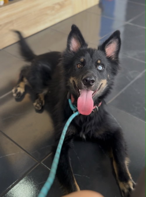 picture of the dog needing adoption