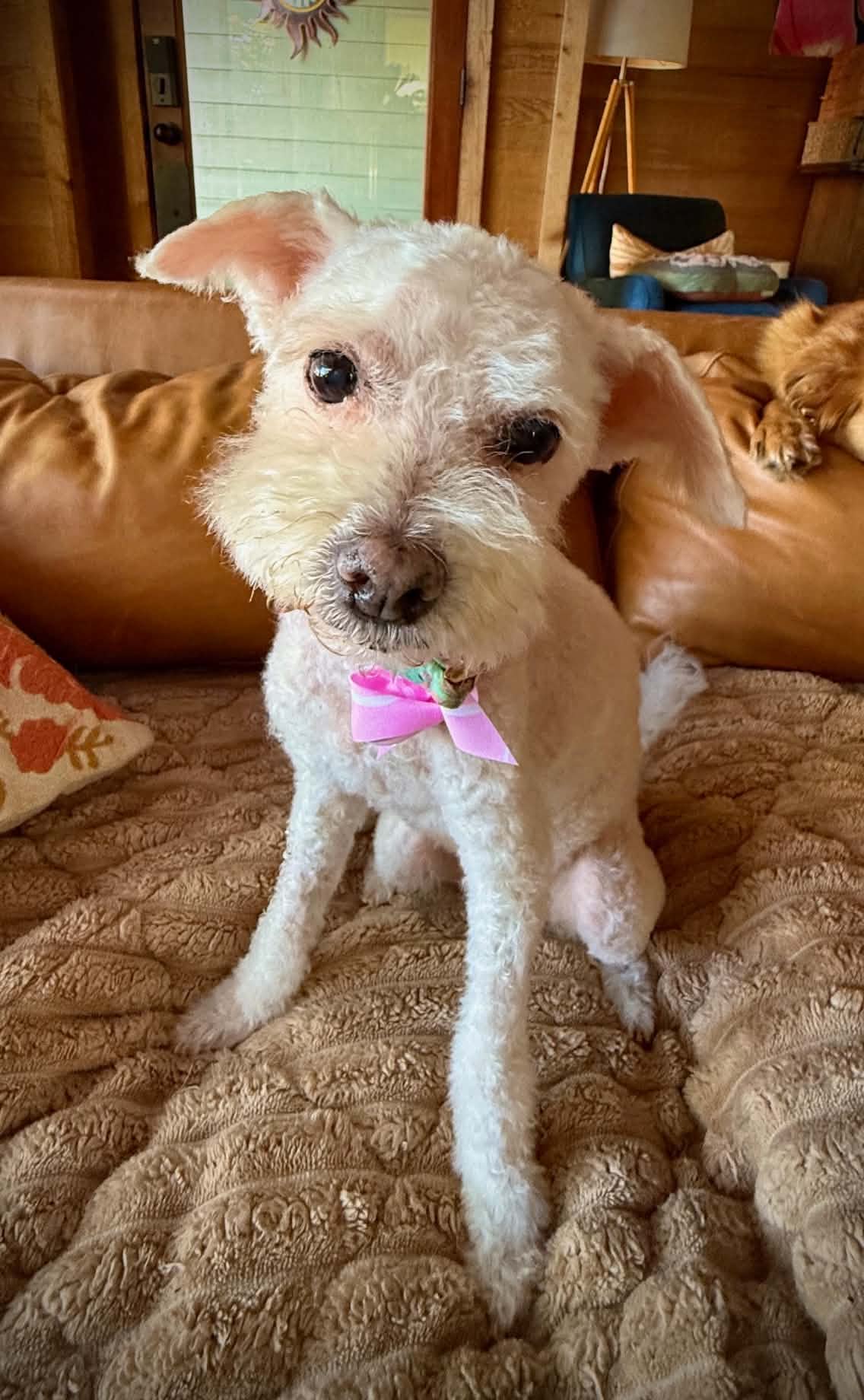Lady Carpenter - Bichon Frise