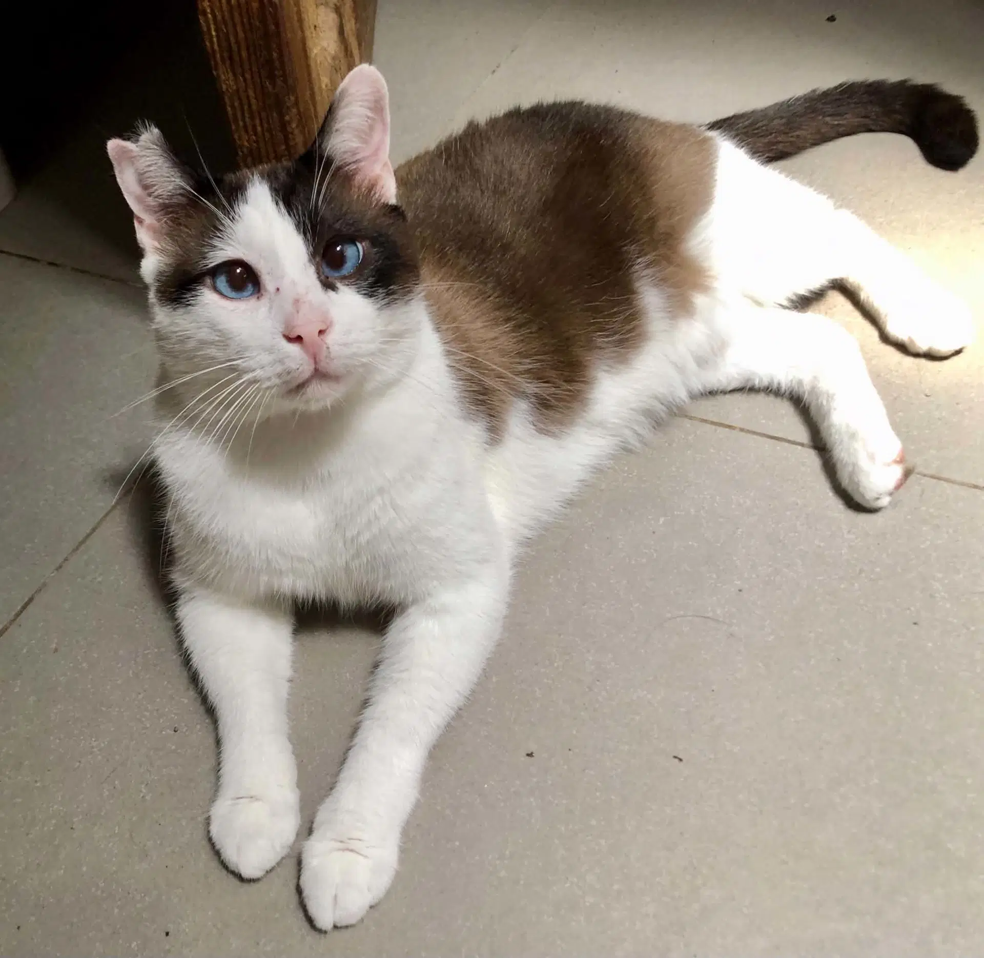 Skye - Siamese