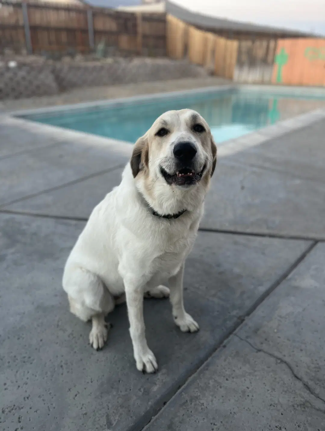 Jenny image 2