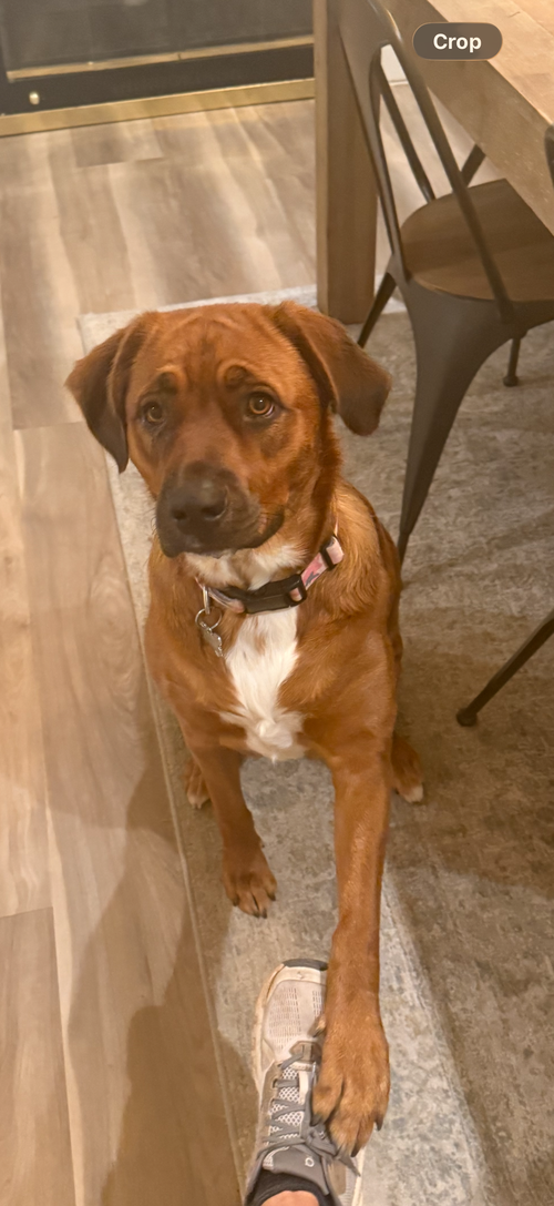 picture of the dog needing adoption