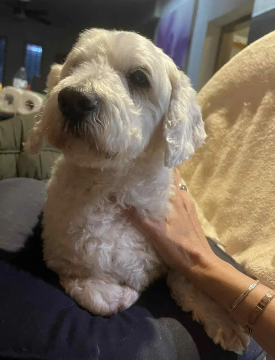Pearl - Maltese