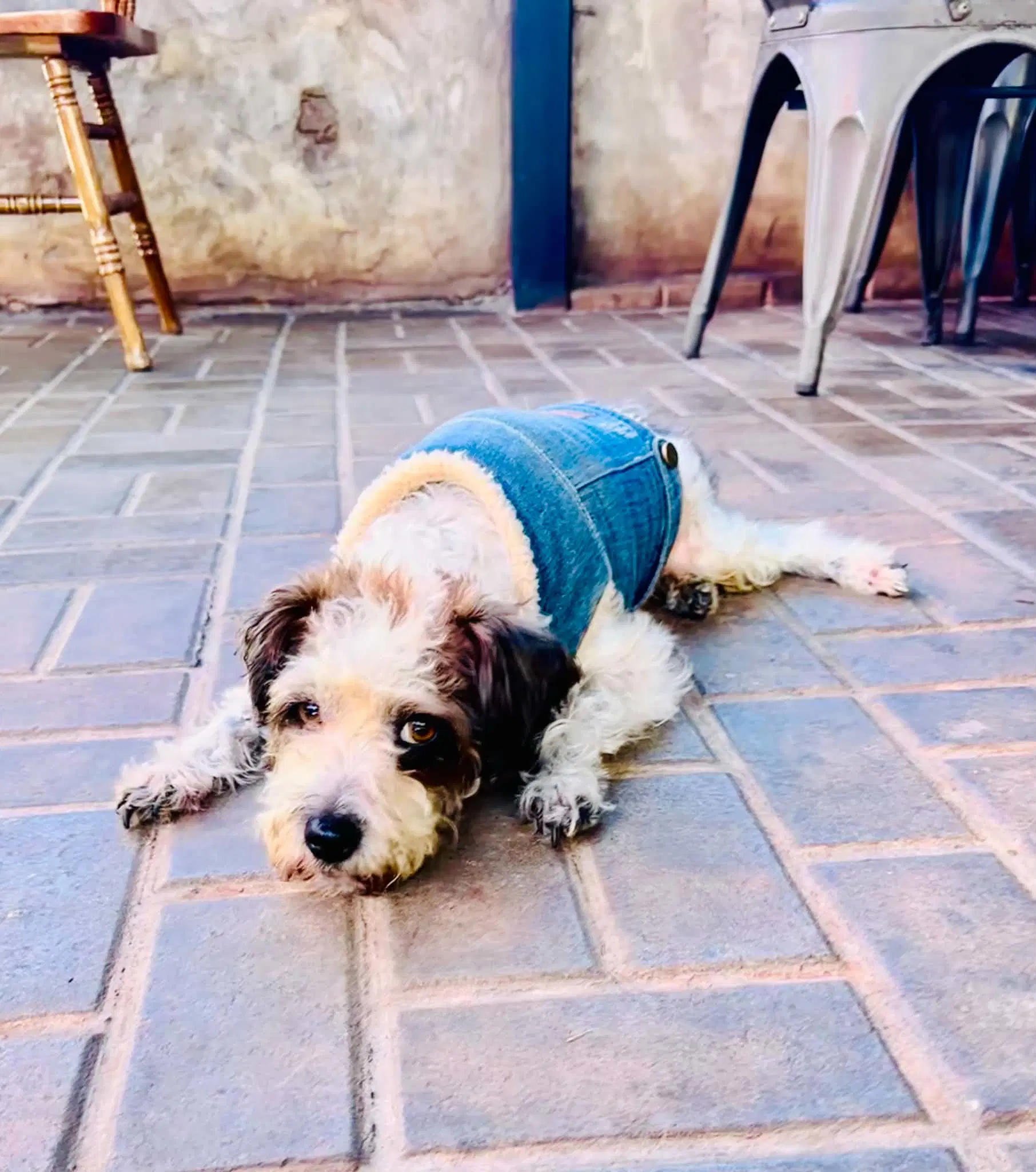Sampson - Maltese