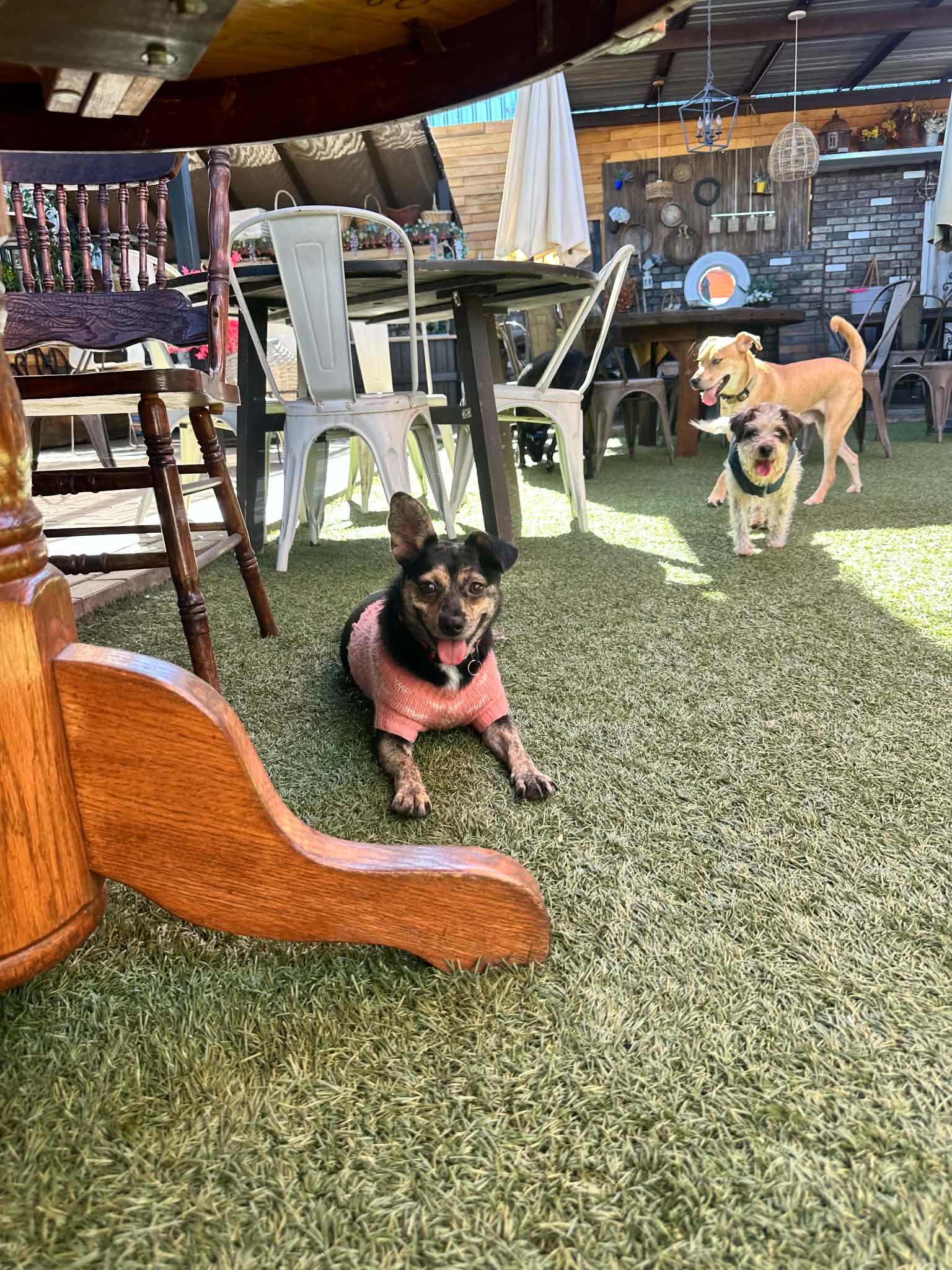 Sampson, photo 5