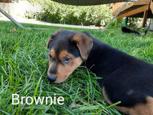 Brownie