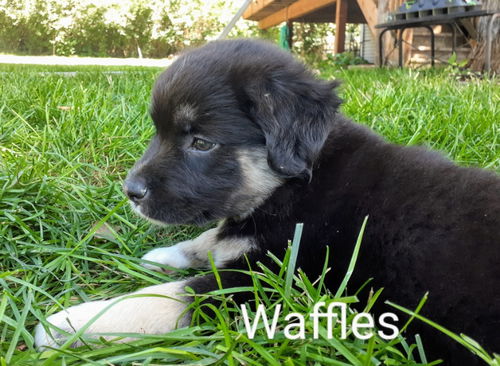 Waffles