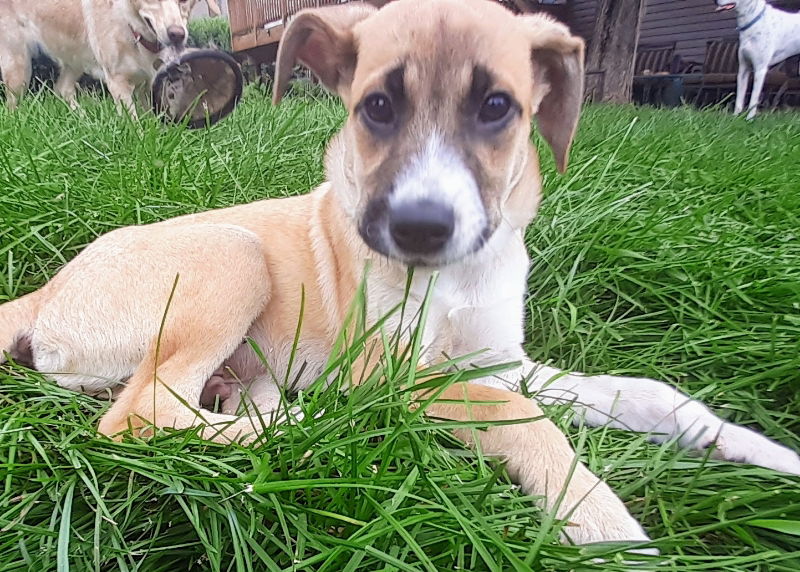 Border collie black hot sale mouth cur mix