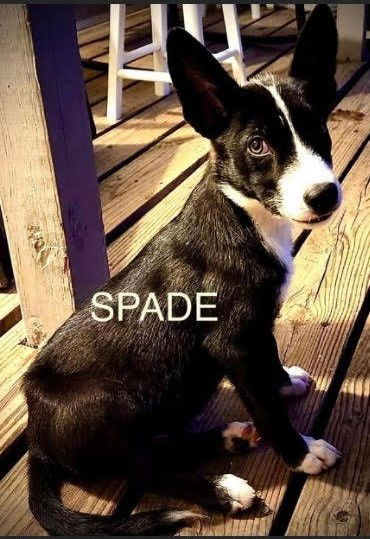 Spade