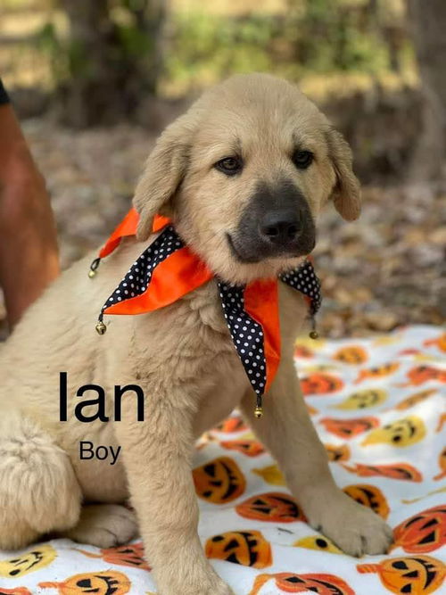 Ian