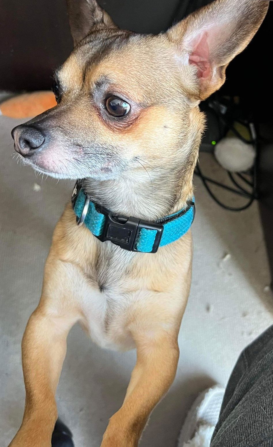 Dog for Adoption - Beaner, a Chihuahua in New Prague, MN | Alpha Paw