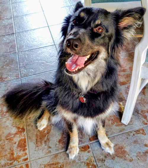 picture of the dog needing adoption