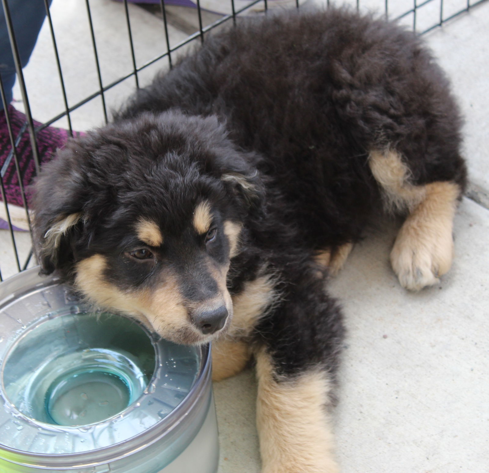 adoptable Dog in Saint Paul, MN named Bobo