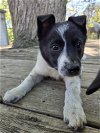 adoptable Dog in  named Atticus