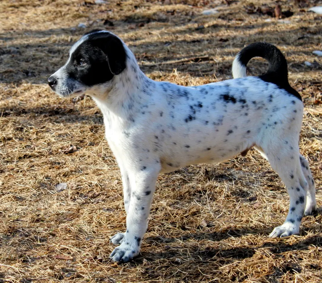 Spot - Terrier