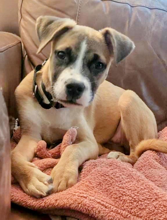 adoptable Dog in Minneapolis, MN named Bandita