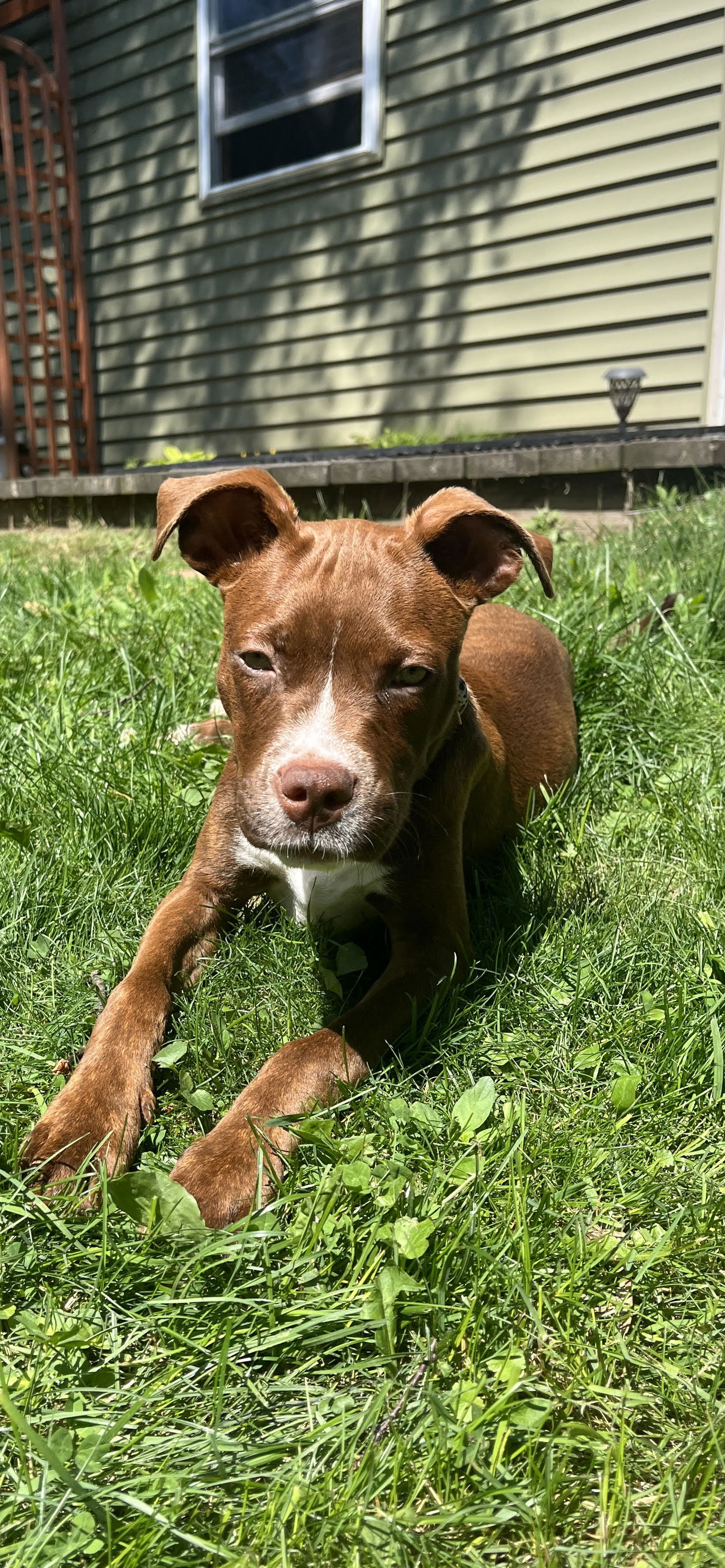 adoptable Dog in Saint Paul, MN named Sabine