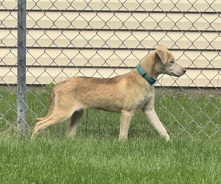 adoptable Dog in Hastings, MN named Talullah