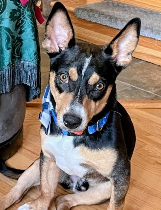 adoptable Dog in Inver Grove Heights, MN named Snoopy