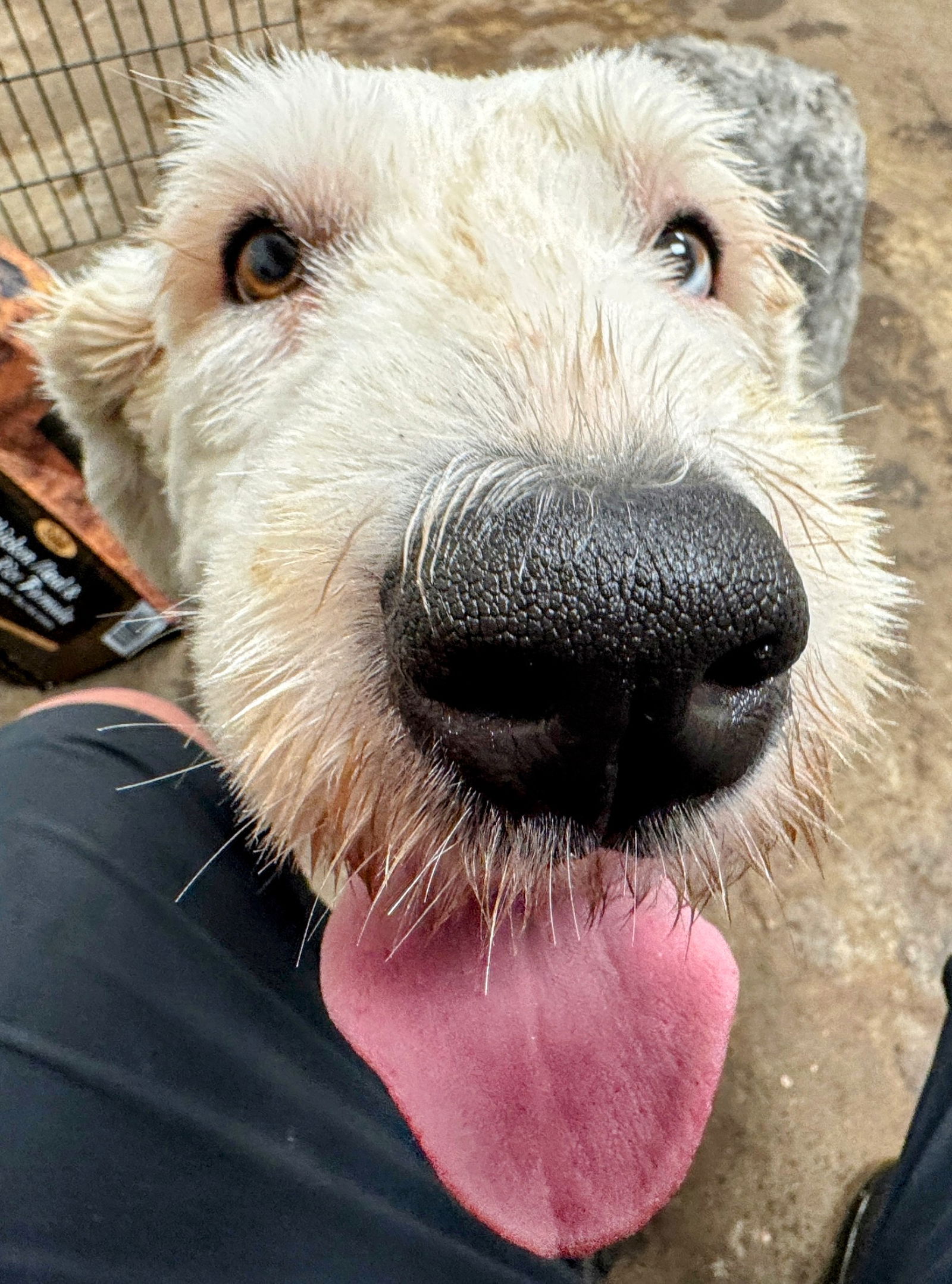 adoptable Dog in Newport, MN named Kaia
