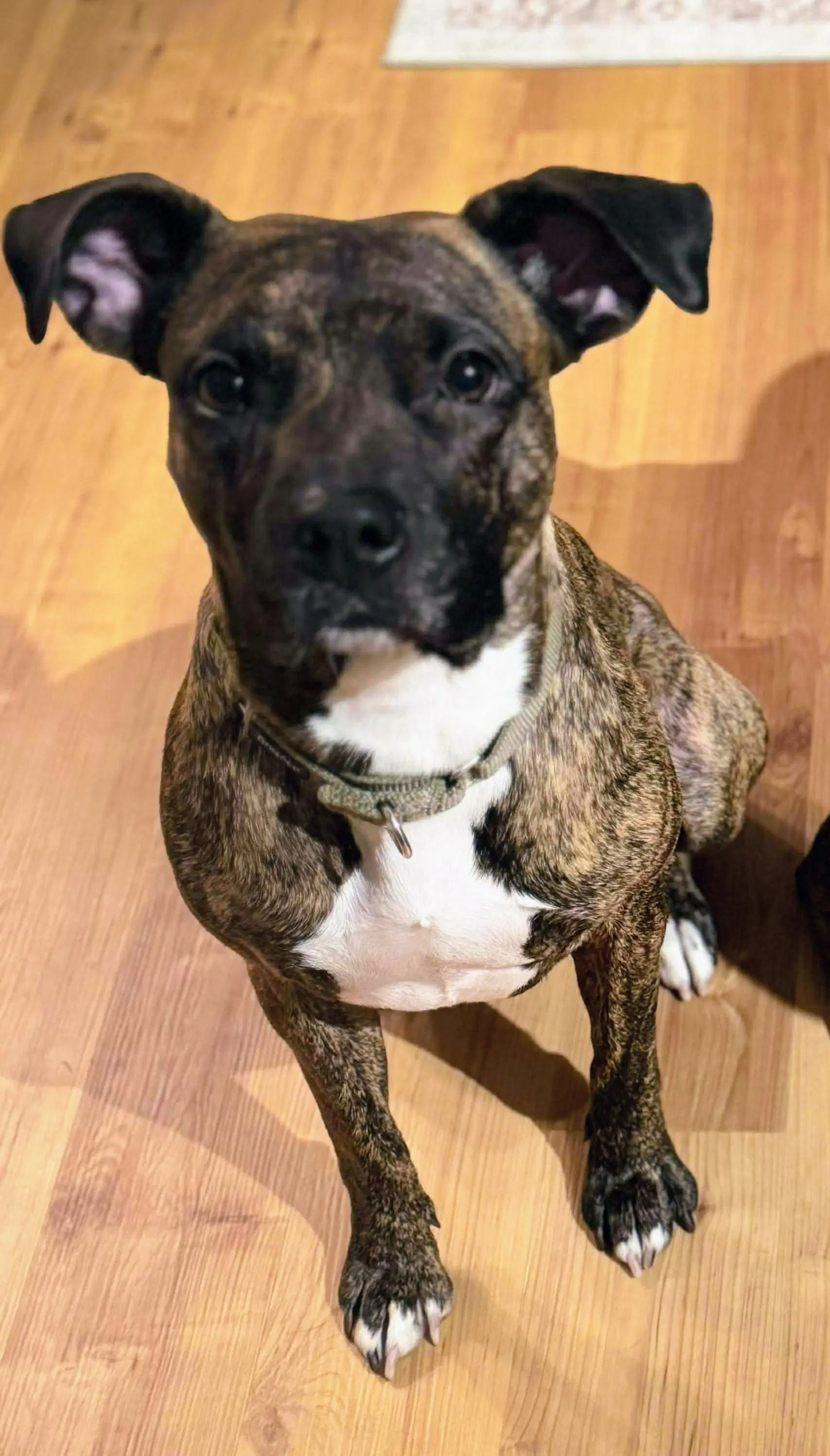 Florence - American Pit Bull Terrier
