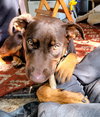 Dobie