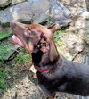 Dobie