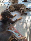 Dobie