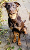 Dobie