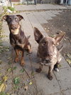 Dobie