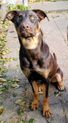 Dobie