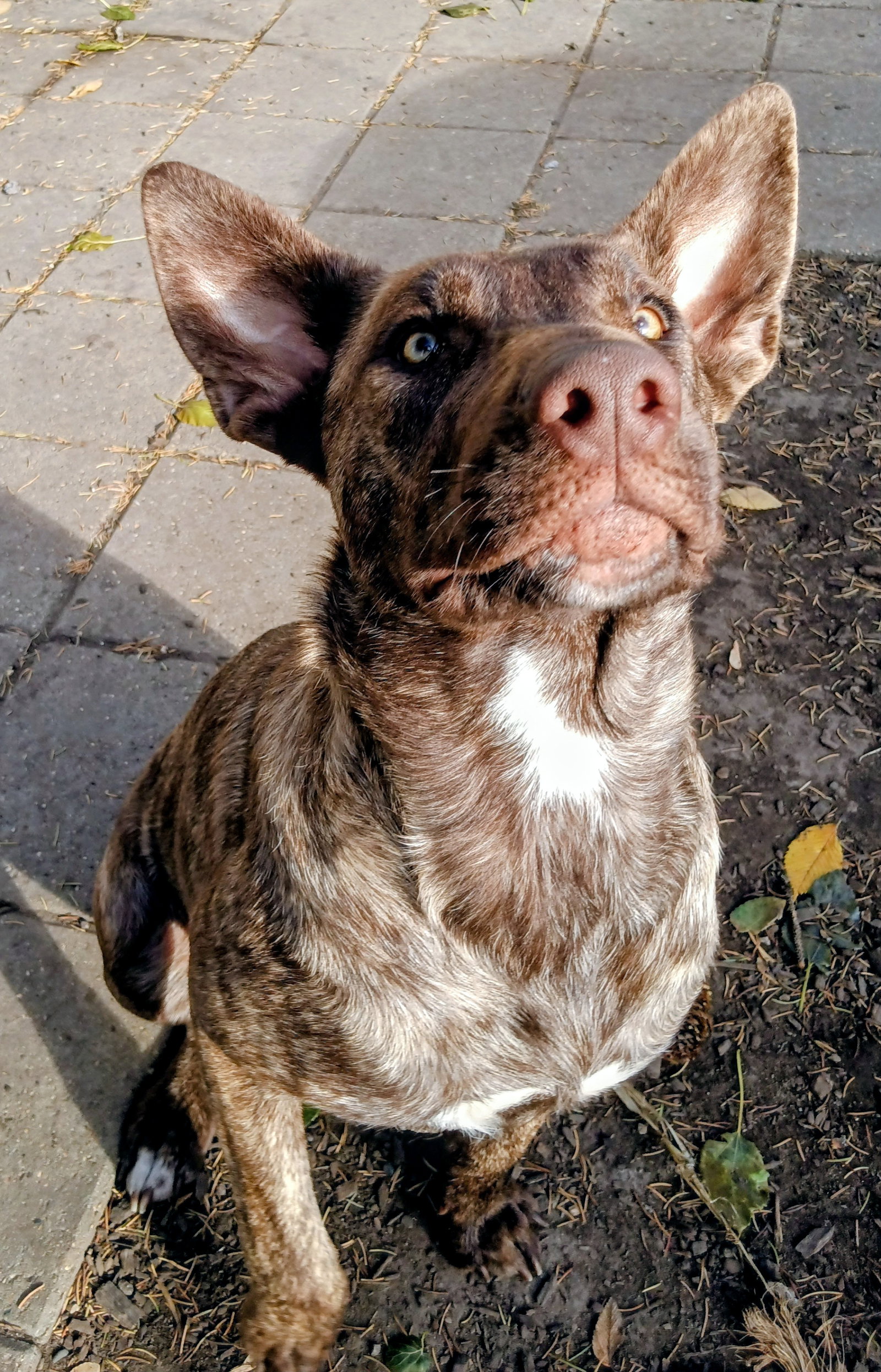Tula Image