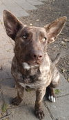 Tula