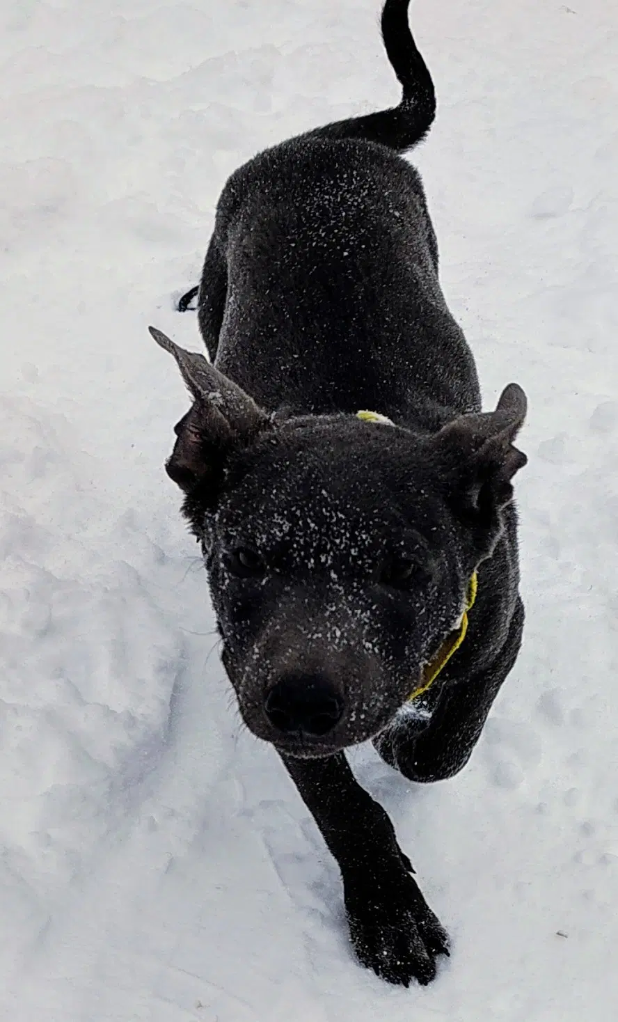 Rocky - Shepherd