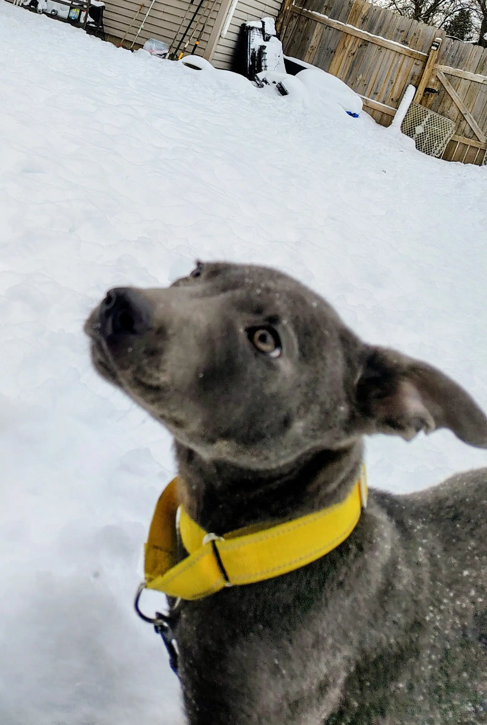 Rocky image 3