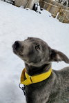 Rocky