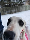 Daisy3