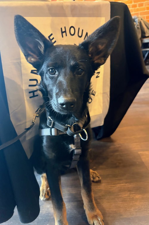 Baron, an adoptable Shepherd in Cottage Grove, MN