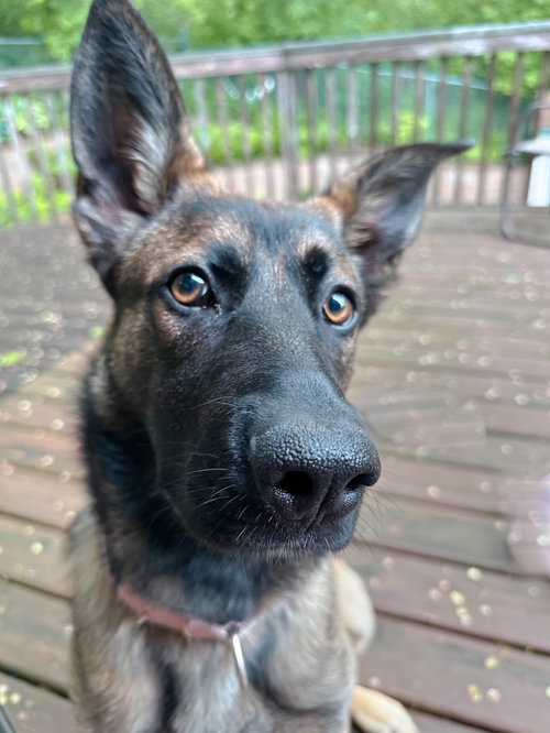 Liesel, an adoptable Shepherd in Cottage Grove, MN