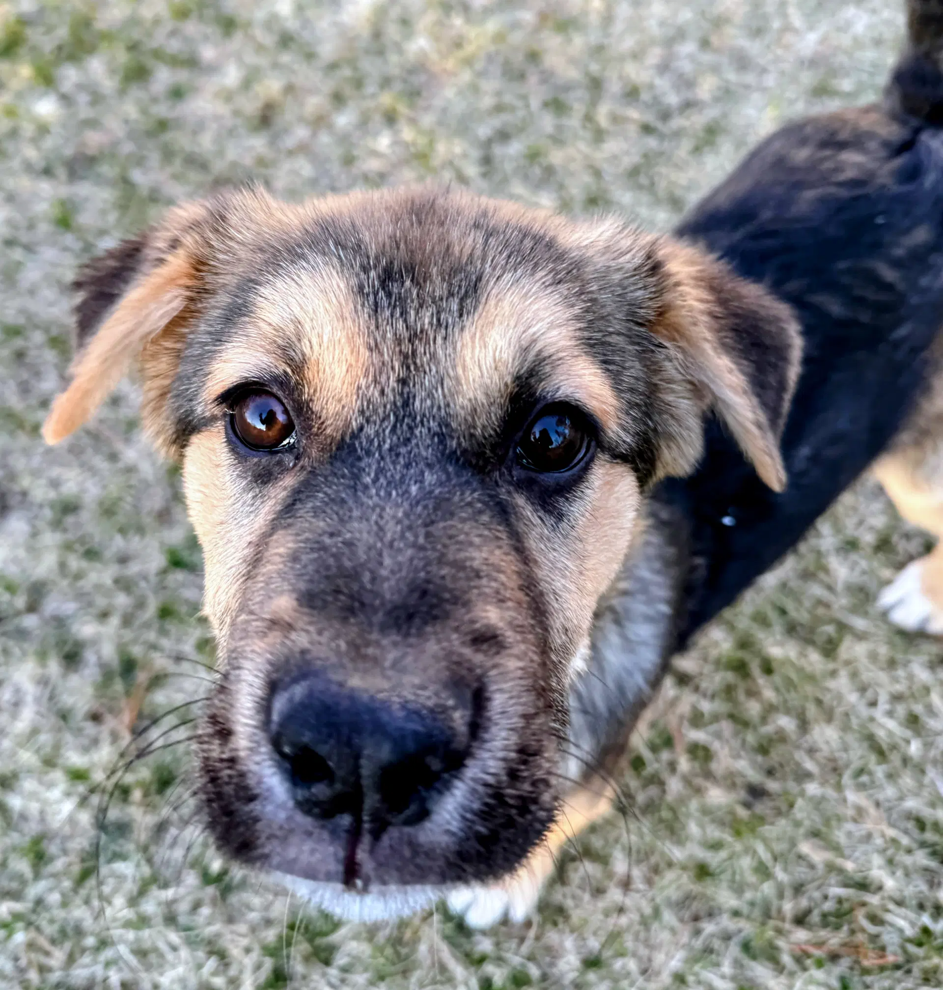 Leo - Shepherd