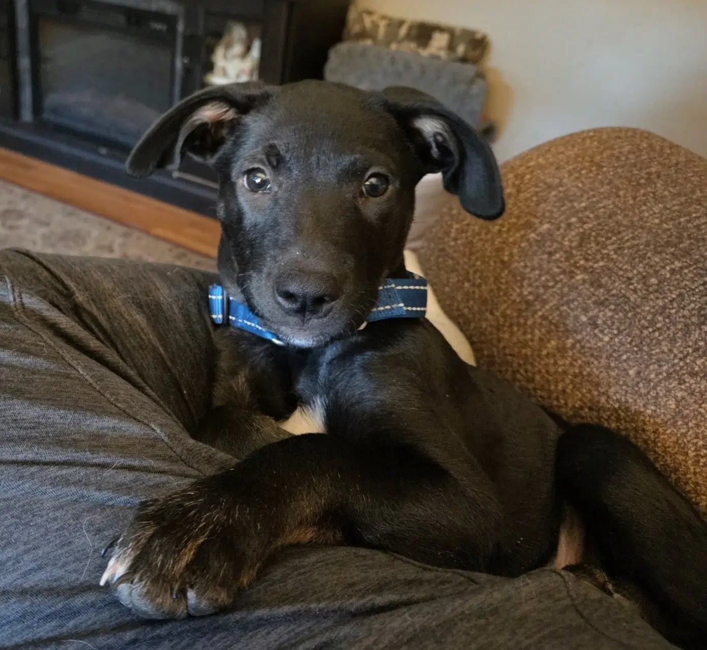 Oreo - Labrador Retriever