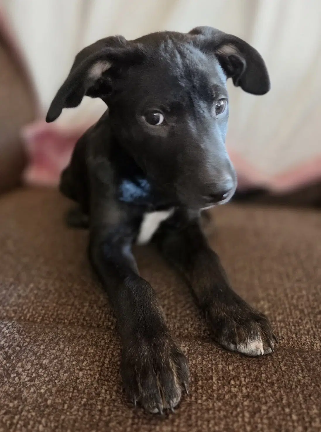 Oreo image 2