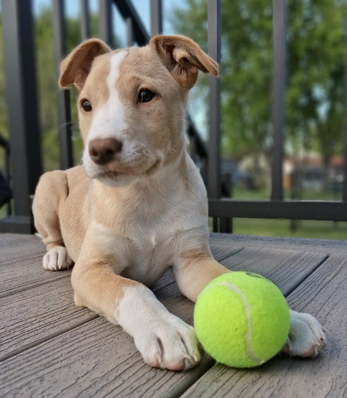 Honey, an adoptable Labrador Retriever in Cottage Grove, MN